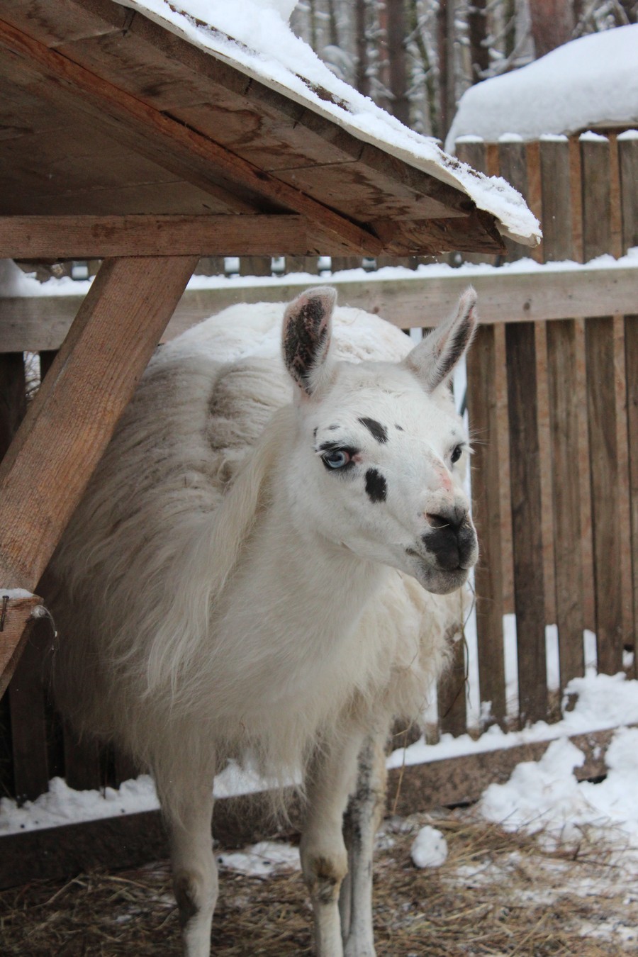 В гости к хаски и северным оленям из Москвы (без трансфера) (12/21)
