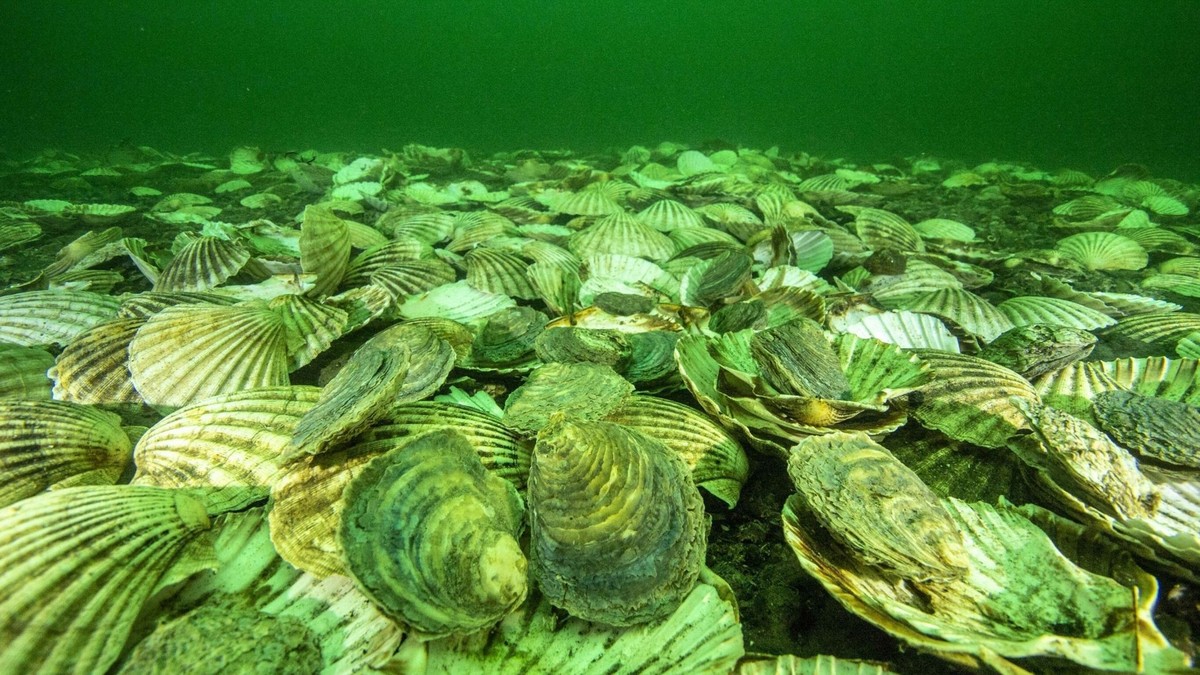 Поездка на остров Русский с посещением морской фермы (8/12)
