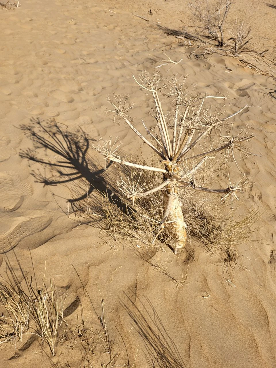 Древние крепости пустыни Кызылкум из Хивы (Māris)