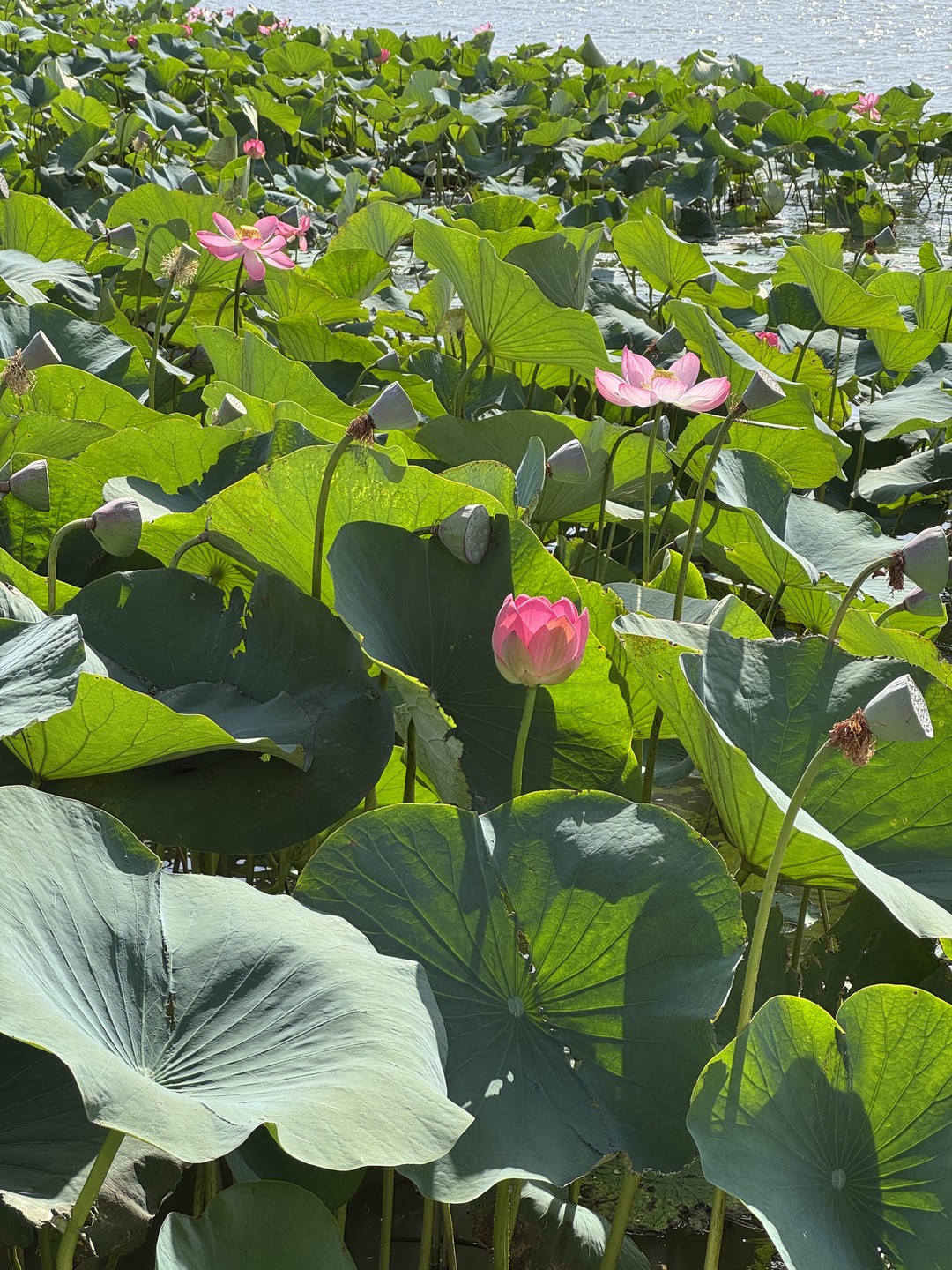 Экскурсия превзошла все ожидания! Так близко увидеть лотосы я не ожидала. Поездка продумана до мелочей. Кто