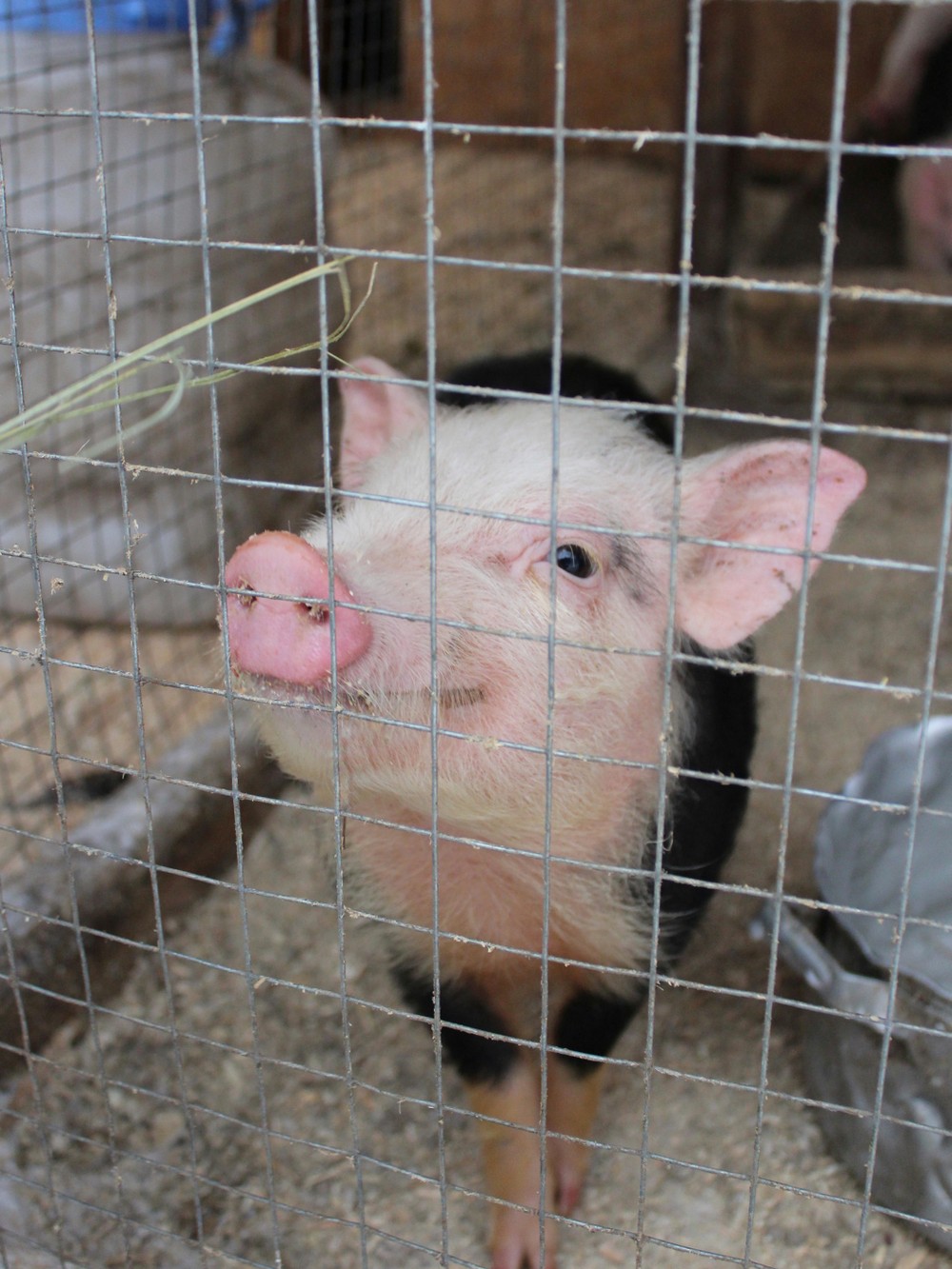 В гости к хаски и северным оленям из Москвы (без трансфера) (15/21)