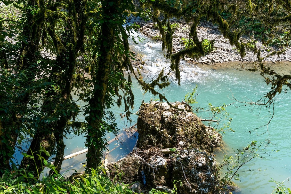 Заповедные места Хосты: хранители доисторической природы (2/7)