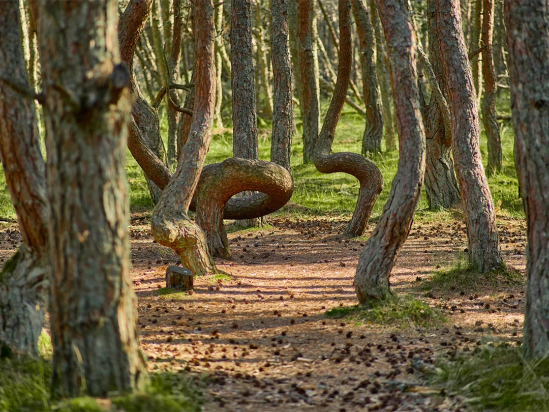 Танцующий лес