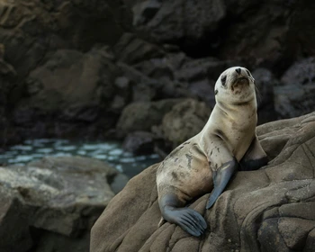 Малые Шантарские острова и остров Беличий