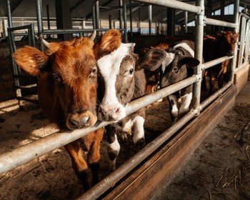 Фотосессия, мастер-классы, сырная дегустация, прогулка по ферме и верхом, новогодние кино и банкет