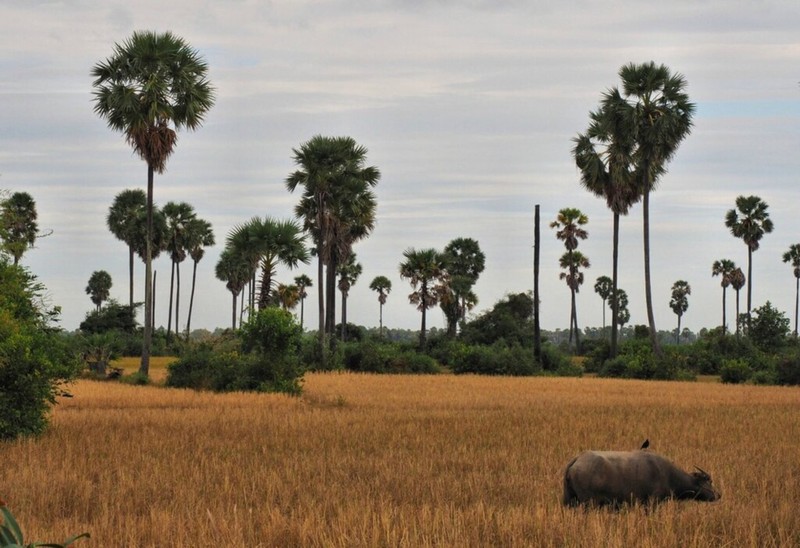 Фото отзыва 2: экскурсия "Национальный парк Пном Кулен"