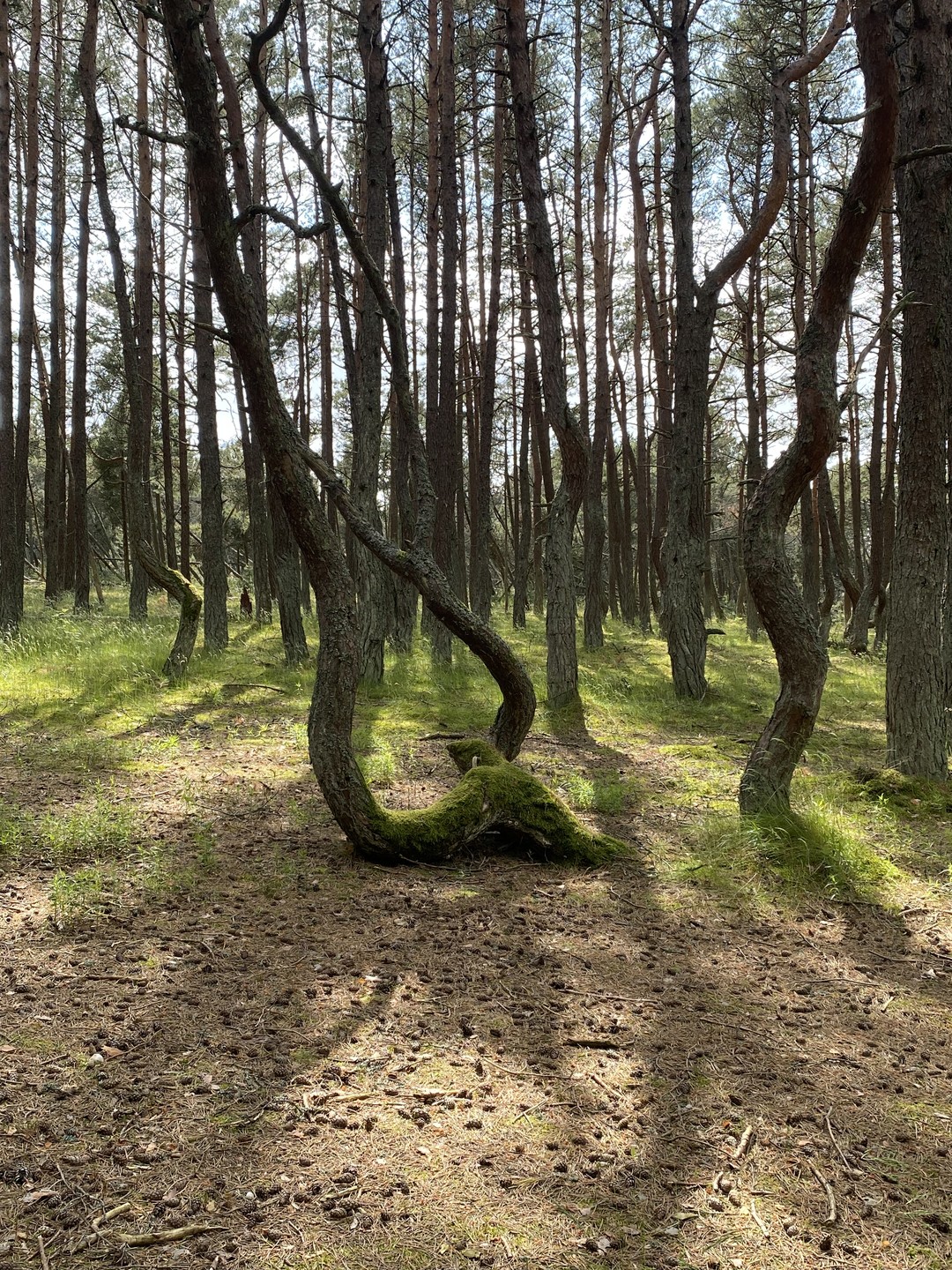 Куршская коса и Зеленоградск за 1 день (из Калининграда) (Ольга)