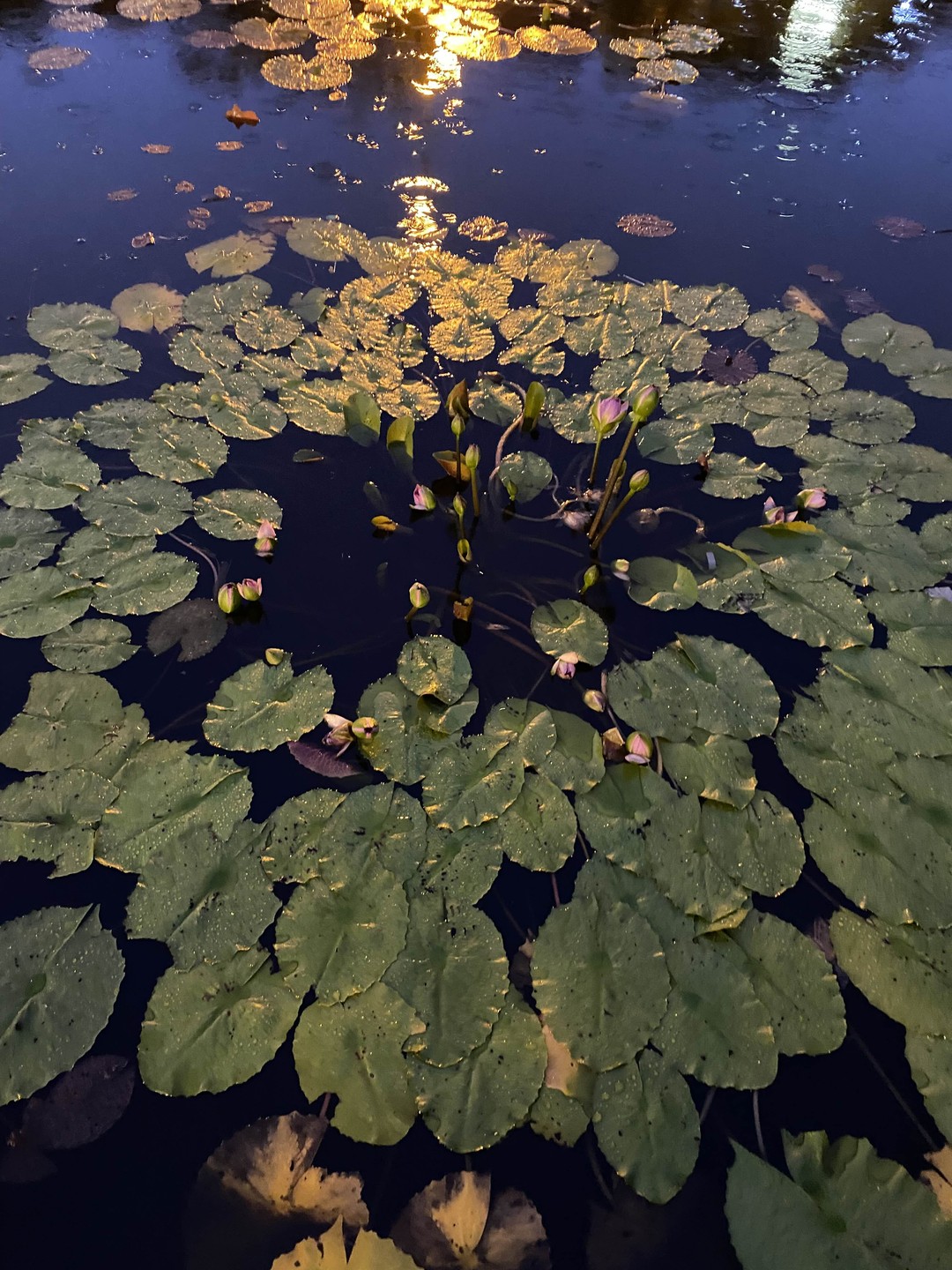 Из Дананга в Хойан - лучшее за 1 день (всё включено) (Антонина)