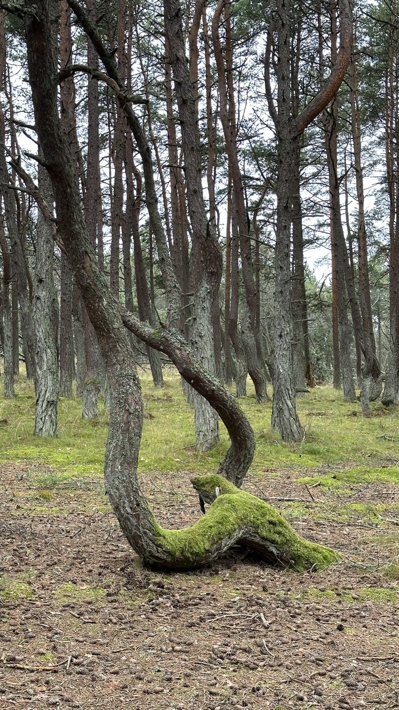 Куршская коса - магия дюн, ветра и сосен (Наталия)