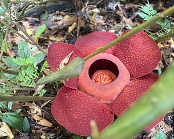 Джунгли, пещеры, Ипох