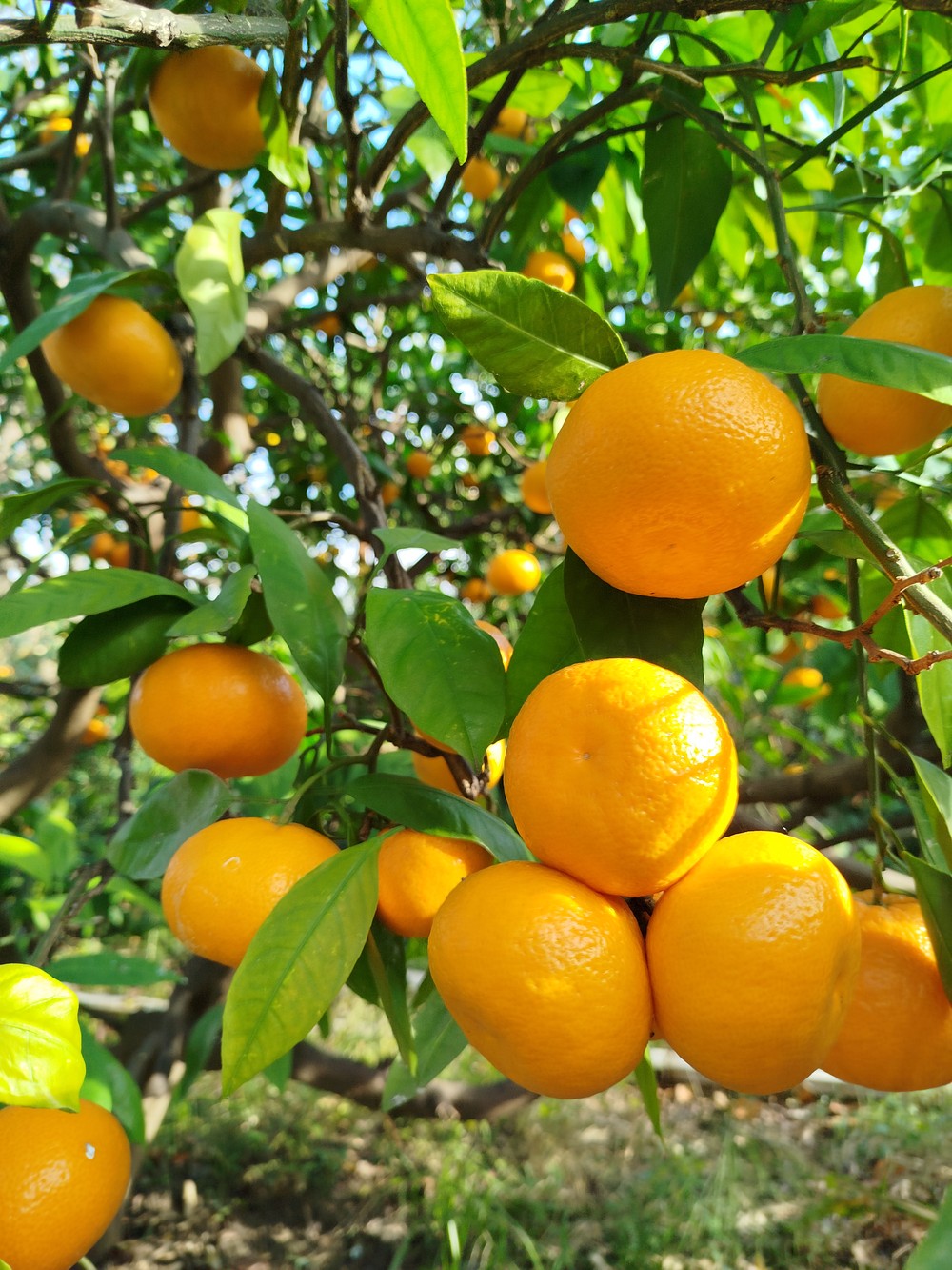 Из Сочи в Абхазию: трансфер-поездка по ключевым местам (7/18)