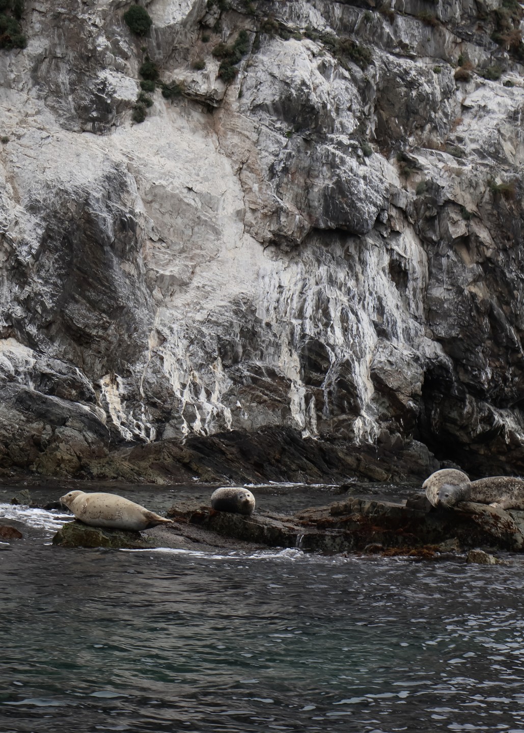 Из Владивостока - к местам обитания сивучей и тюленей (Елена)