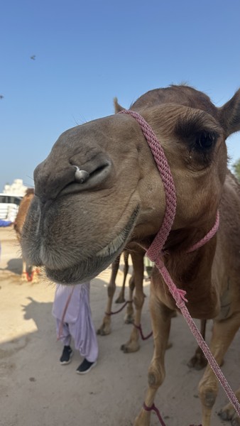 Спасибо за прекрасно организованную экскурсию гиду Наталье!!! Доха влюбила в себя!!! Маршрут отлично показал город (да