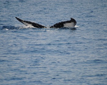 Свободное время или морская прогулка