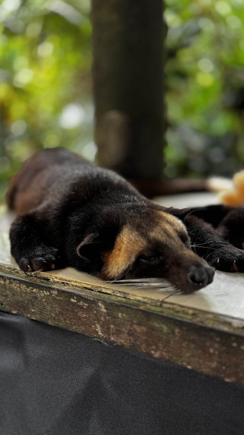 Традиции и обряды Бали (LIKA)