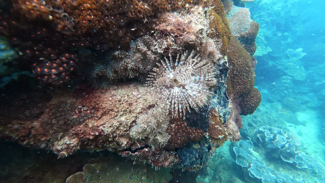 На Фукуоке ничего интересного рядом с отелем не увидеть. Чтобы увидеть подводный мир надо плыть на