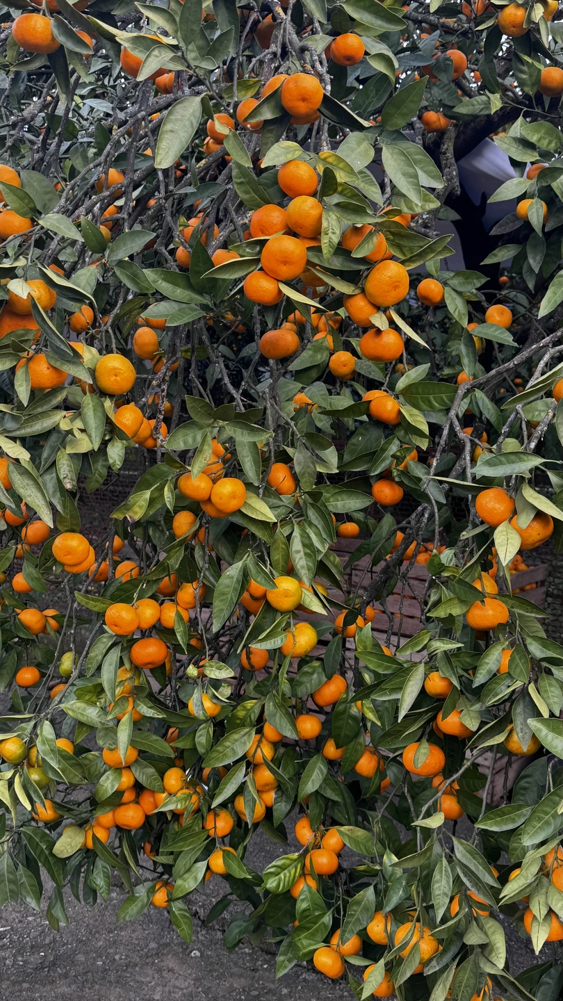 Экскурсия в Абхазию оставила незабываемые впечатления и подарила массу положительных эмоций. Страна удивляет своей природой, историей
