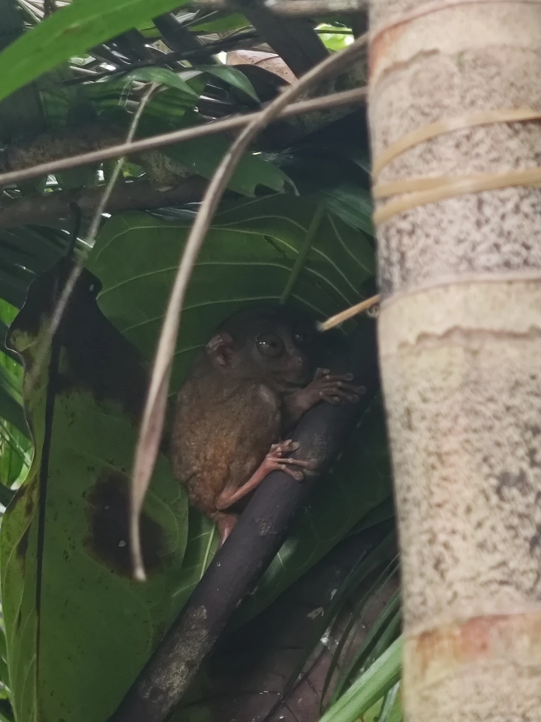 Высший уровень сервиса и незабываемая встреча с китовыми акулами
