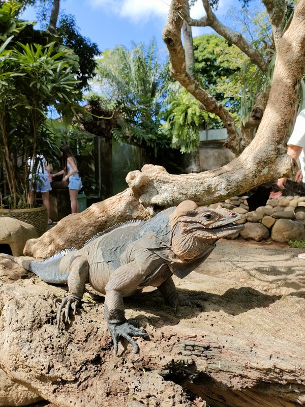 Рафтинг, птицы и рептилии на Бали