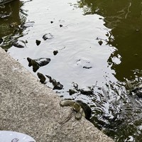 Фото отзыва 2: экскурсия "Бангкок по реке Чаупхрая: Королевский дворец и храмы"