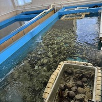 Фото отзыва 3: экскурсия "Морское приключение во Владивостоке: мыс Тобизина, котики и морепродукты!"
