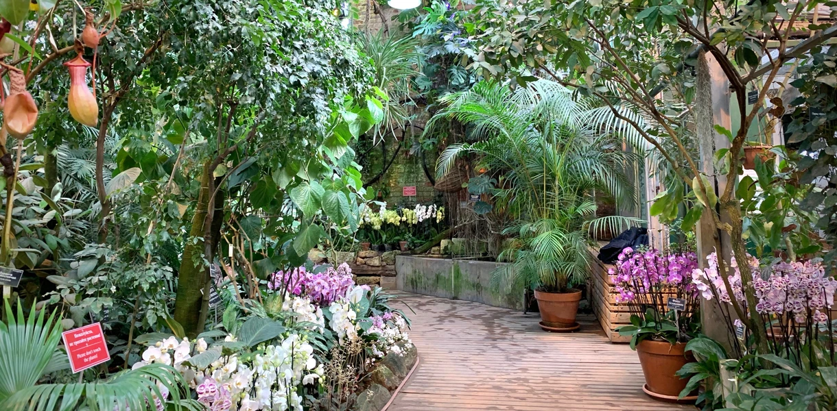 Оранжереи Москвы: путеводитель по камерным тропикам