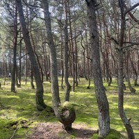 Фото отзыва 1: экскурсия "Утренняя Куршская коса, Зеленоградск и замок Нессельбек на автобусе"