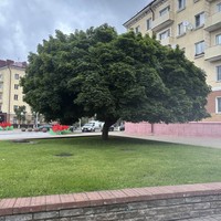 Фото отзыва 1: экскурсия "Могилёв: обзорная экскурсия с элементами квеста"