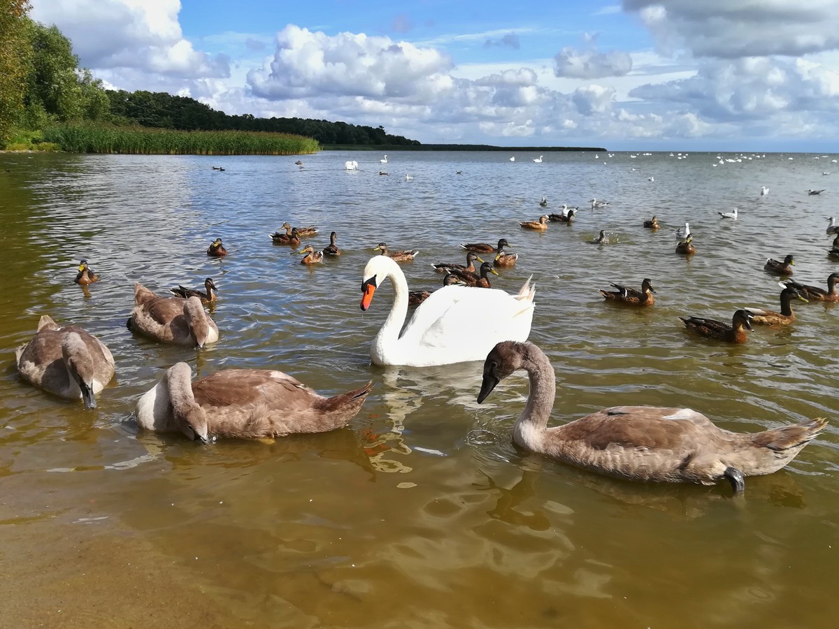 Куршская коса в мини-группе (из Калининграда) (4/7)