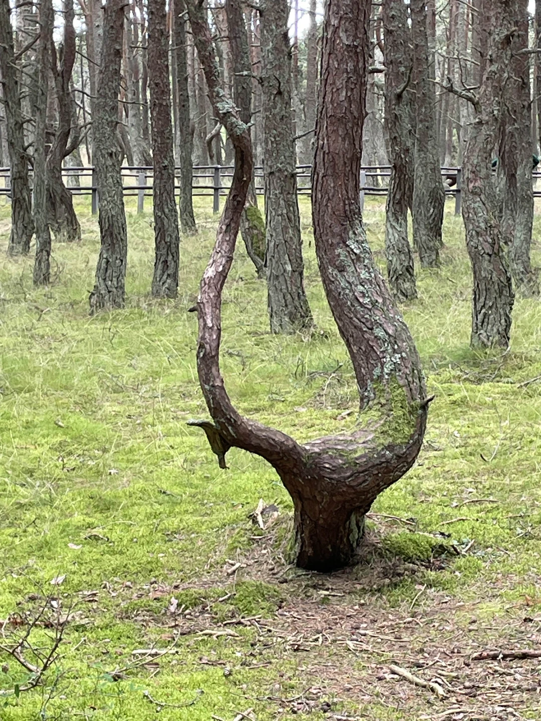 Шедеврально!