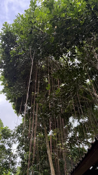 Потрясающее путешествие по экзотическим местам Бали! Ваян - самый лучший гид из всех, кого мы встретили