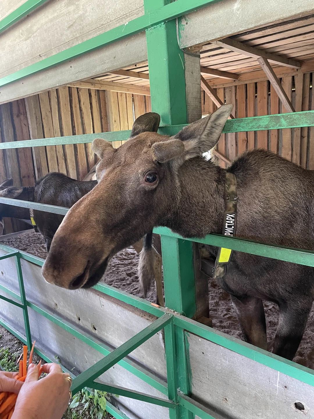 Встреча с лосями очень понравилась. Очень экскурсия подходит для просмотра с детьми