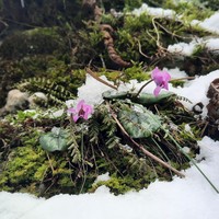 Фото отзыва 3: экскурсия "Фотоэкскурсия в тропиках: каньоны, реки и чайная плантация в Сочи"