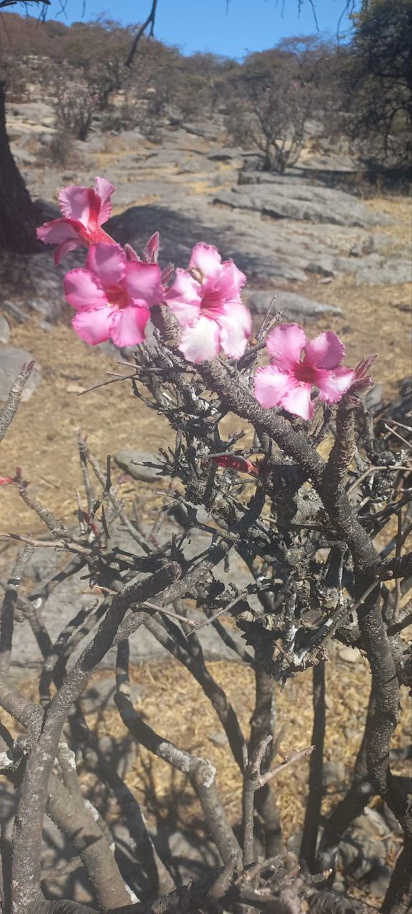 Посетили 14.01.26 экскурсию Восточная Салала с гидом Надеждой, было настолько комфортно, что мы совершенно не заметили