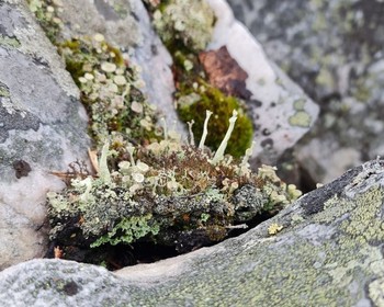 Из Петрозаводска в богатые дарами леса Карелии - к горе Воттоваара