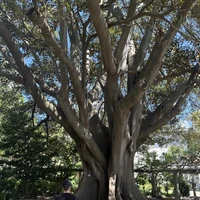 Фото отзыва 3: экскурсия "История и еда: прогулка по Кейптауну с погружением в гастрономию"