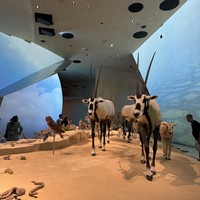 Фото отзыва 4: экскурсия "Доха: обширный сити-тур + Лусаил + Национальный или Исламский музей"