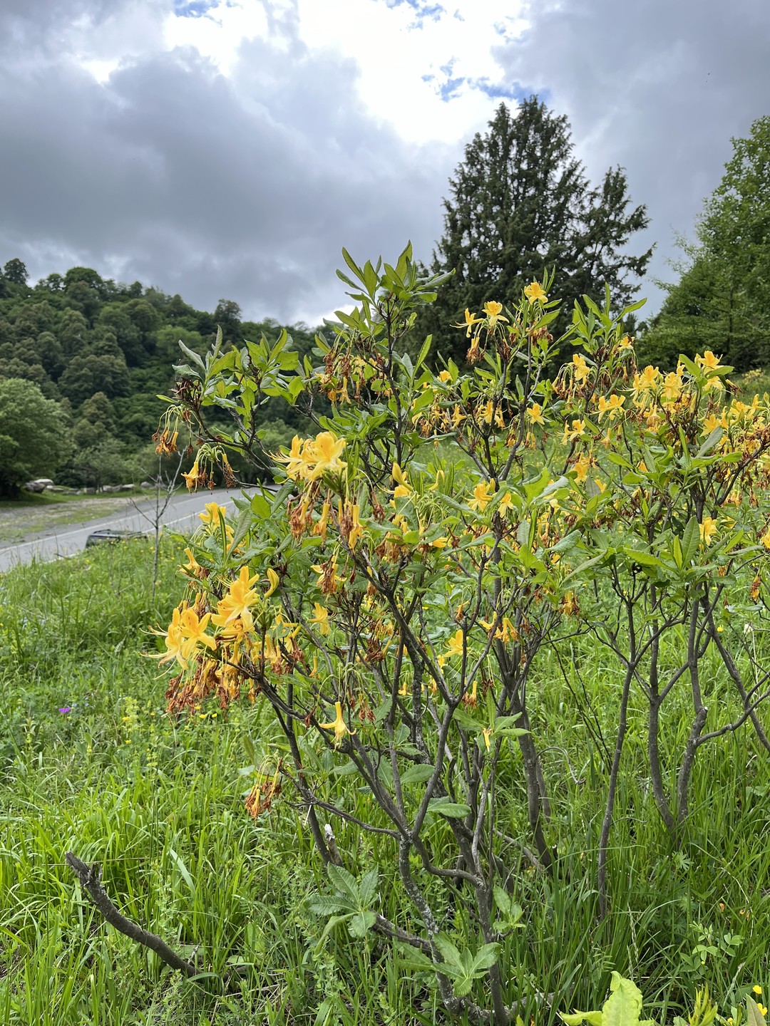 Ольга, большое спасибо за волшебную зеленую страну с башнями Ингушетию, как Нарнию. Было приятно и интересно, комфортно и удивительно