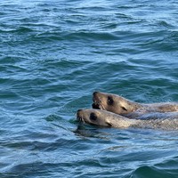 Фото отзыва 3: экскурсия "Затерянные острова и лежбище морских львов: фототур на катере!"