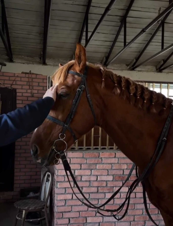 Знакомство с лошадьми и конная прогулка - на ферме под Баку