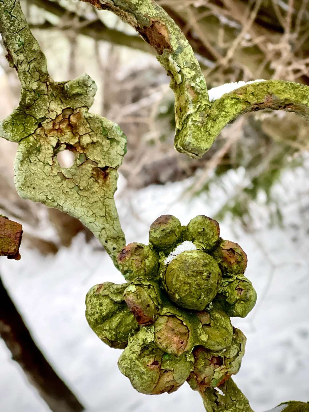 Красивая жизнь по-кёнигсбергски: район Амалиенау (Екатерина)