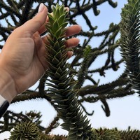 Фото отзыва 2: экскурсия "По Краснодару и парку Галицкого (пешком и на машине)"
