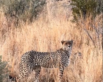 Наблюдение за животными на рассвете и прогулка со львами