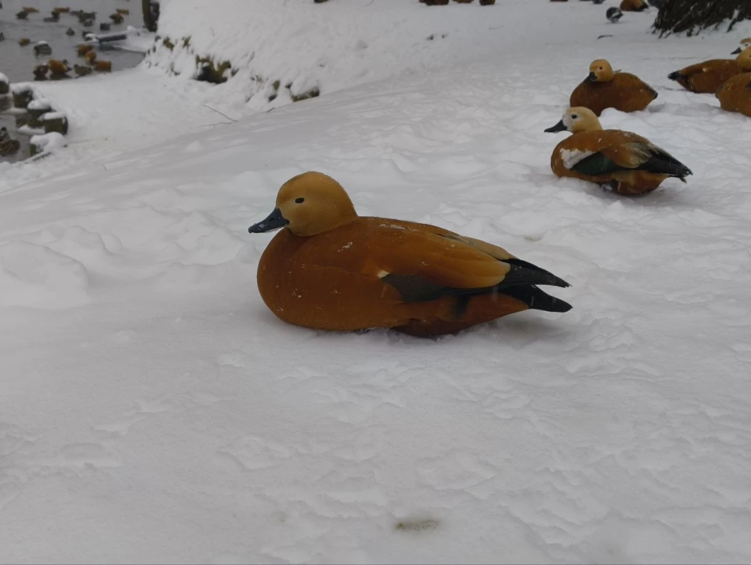 Царицыно: Екатерина Великая и её гениальный архитектор (Елена)