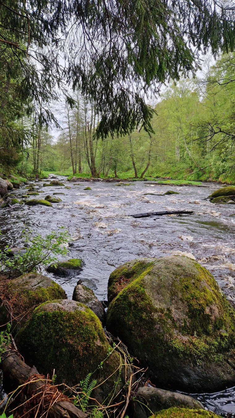 За рассветом в Линдуловскую рощу — из Питера (8/13)