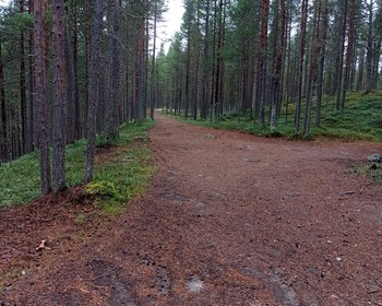 Кандалакшский и Терский берега Белого моря