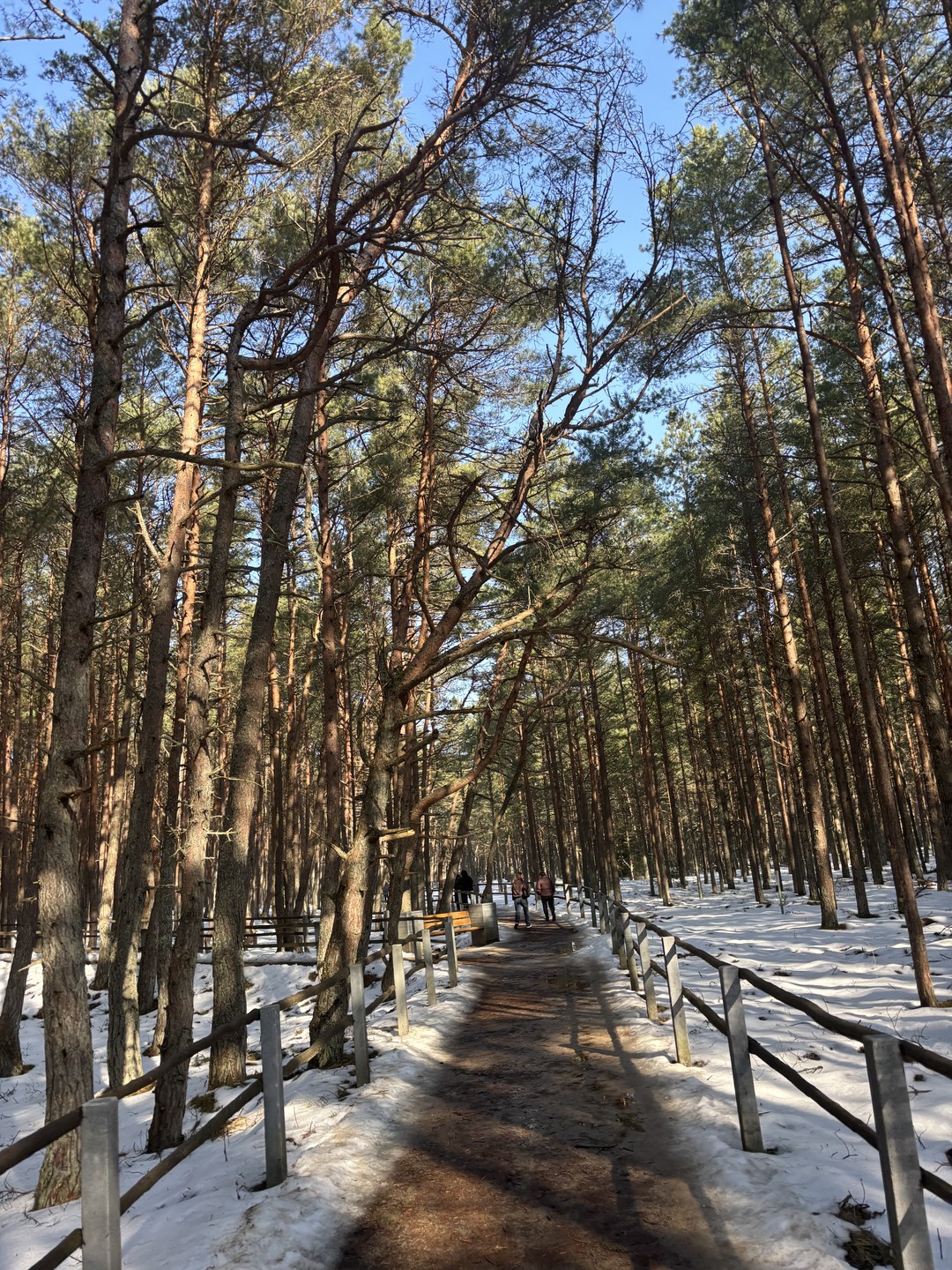 Утренняя Куршская коса, Зеленоградск и замок Нессельбек на автобусе (Оксана)
