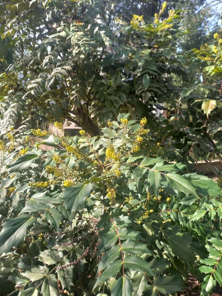 Очень душевная экскурсия! Было много интересных рассказов о растениях и их роли в становлении города Сочи. Нам сильно понравилось