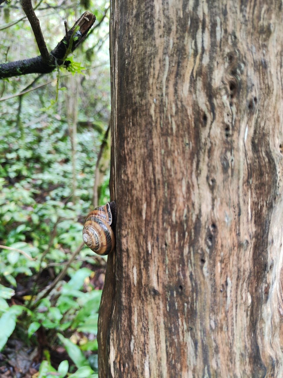Дивное ущелье реки Хоста (Екатерина)