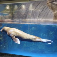 Фото отзыва 4: экскурсия "Остров Русский и Приморский океанариум — на автобусе из Владивостока"